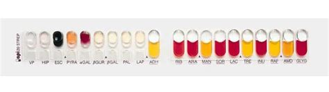 analytical profile index|API and RAPID ID For Microbial Identification • Microbe Online.